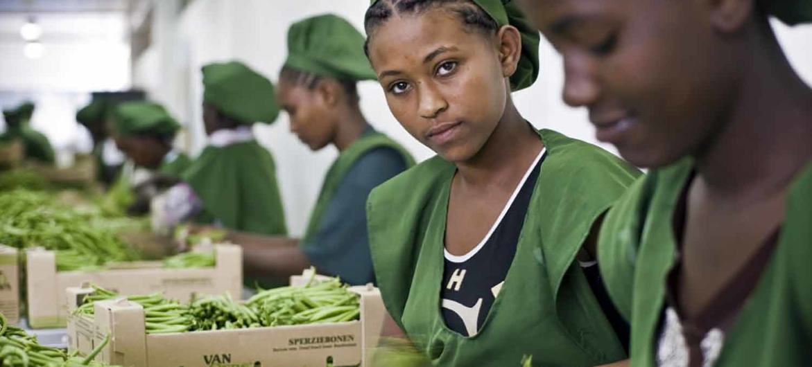 Jovens trabalhadoras embalam feijão em uma fazenda na Etiópia. Na África, muitos jovens optaram por se retirar completamente do mercado de trabalho