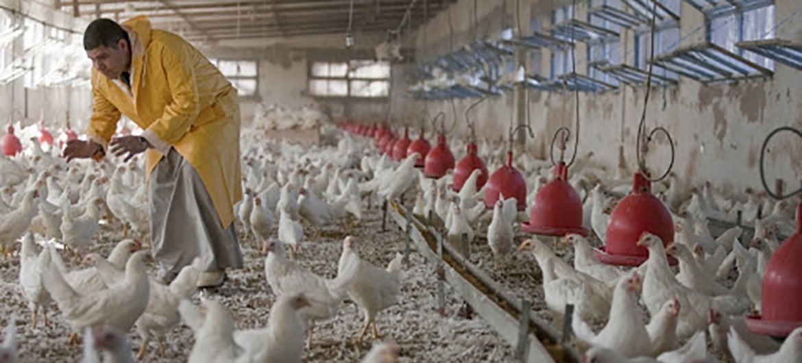 Deter a gripe aviária só é possível se os criadores de aves – tanto os pequenos agricultores como os produtores comerciais – compreenderem como prevenir a sua introdução e propagação