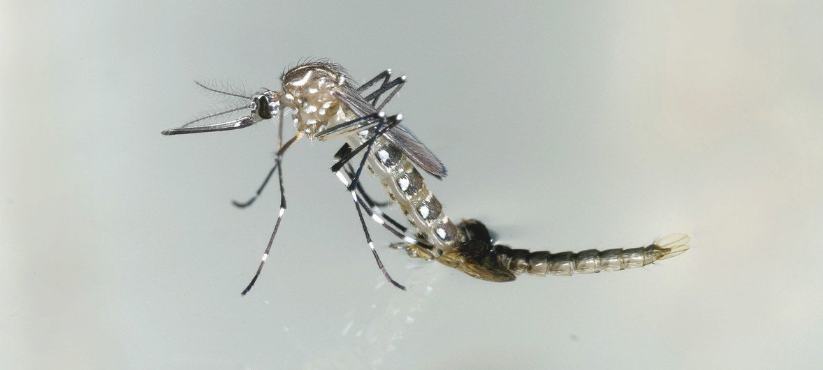 O mosquito aedes aegypti transmite o zika, além da dengue e da chikungunya