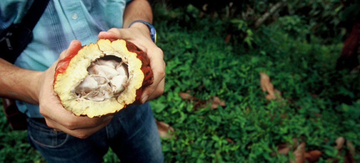 Consultor agrícola na Colômbia abre uma fruta para expor sementes de cacau, usadas para fazer chocolate