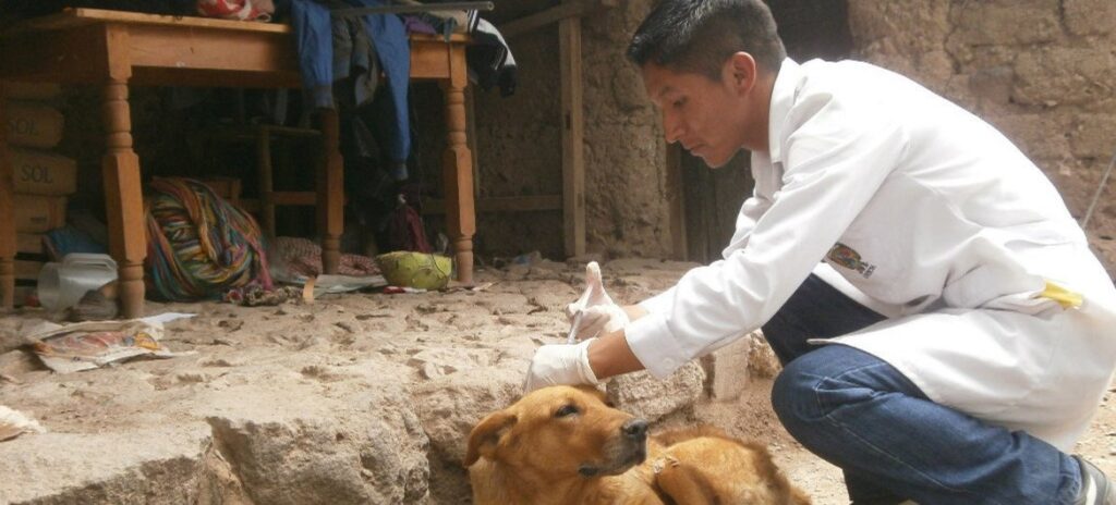 Veterinário vacinando um cachorro de rua