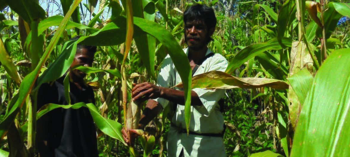 Agricultores em Timor-Leste