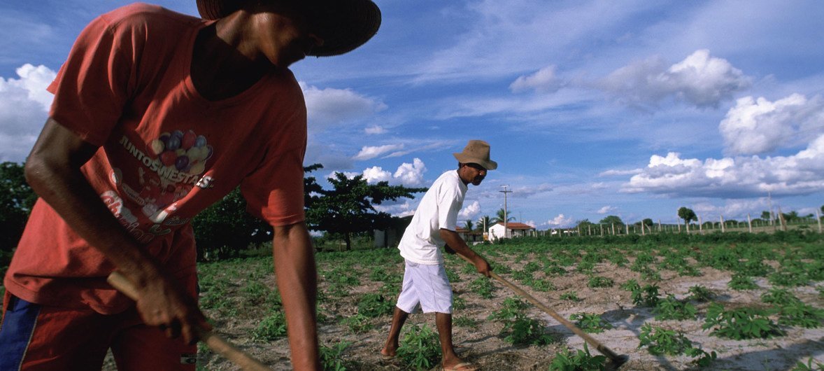 Trabalhadores rurais no estado da Bahia.