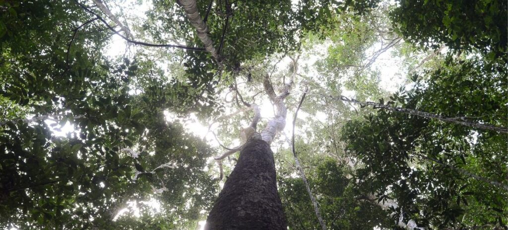 Árvores na Amazônia brasileira