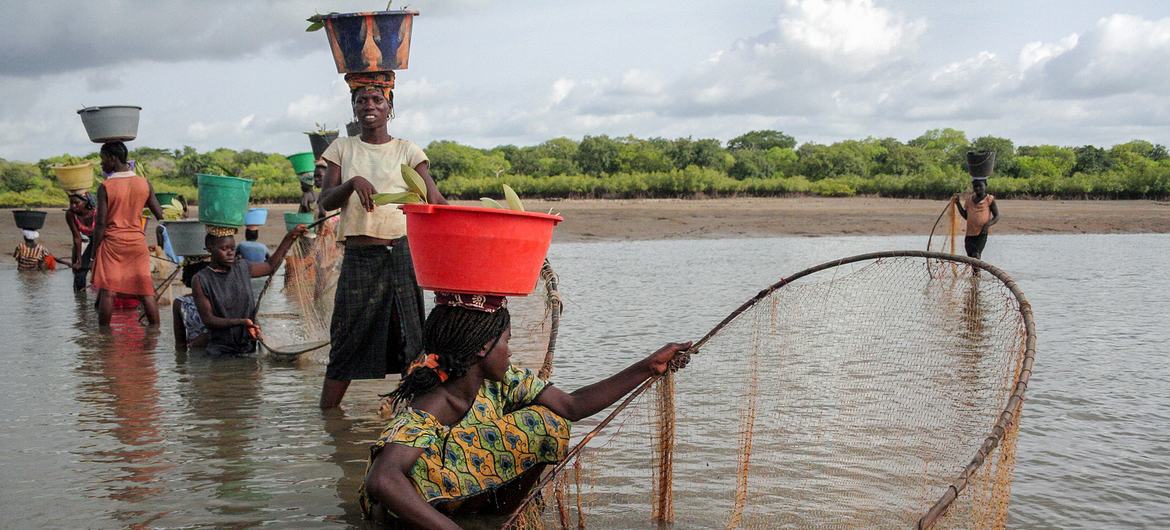 Mulheres pescam no rio na Guiné-Bissau.