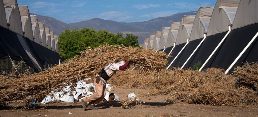 O estresse térmico está afetando os trabalhadores agrícolas em Jalisco, México